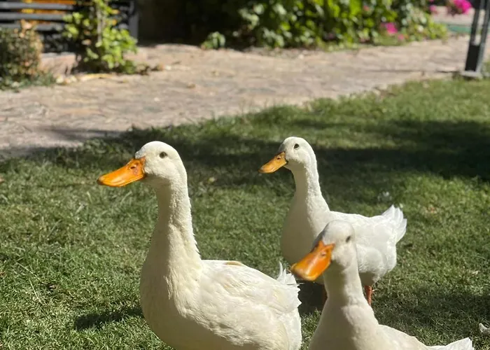 Marimare & مرمريس